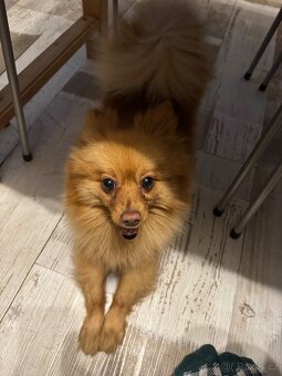 Pomeranian - 5