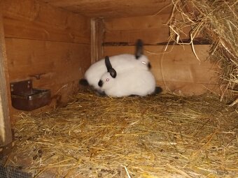 Kalifornsky kralik - 5