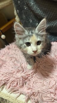 Mainska Mývalí - 5