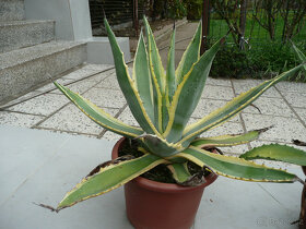 Agave americana - 5