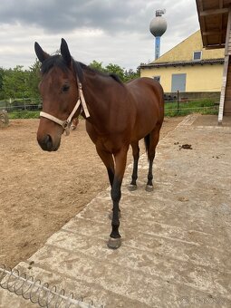 Hledám milující domov pro mou kobylku 🐎 - 5