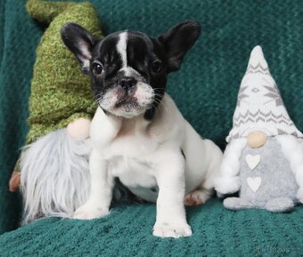 Francouzský buldoček s průkazem původu - 5