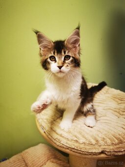 Mainská mývalí s pp - 5