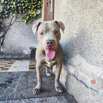 Americký pitbulterier pitbul pitbull silver lilac rare - 5