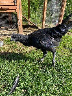 Kohouti Ayam Cemani - 5