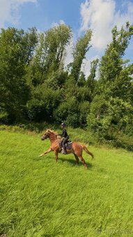 Prodej velmi hodného vychovaného pony poníka kategorie B - 5