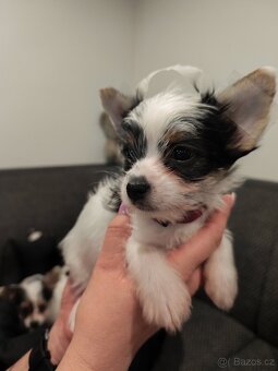 Jorkšírský teriér biewer - 5