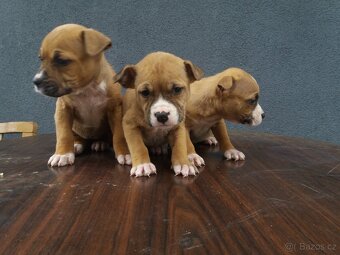 Americký stafordšírsky terier - 5