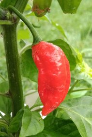 Semínka papriky a čili papričky, chilli - 5