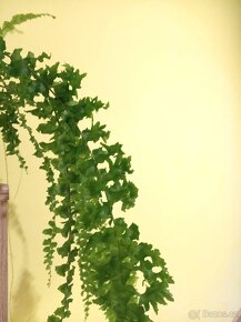 Nephrolepis exaltata 'Rooseveltii' - 5