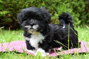 Štěně Lhasa Apso - 5