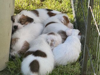 Jack Russell teriér s PP - 5