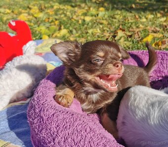 Čivava dlouhosrstá - 5