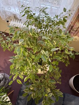 Květina Ficus benjamina (drobnolistý/malolistý) - 5