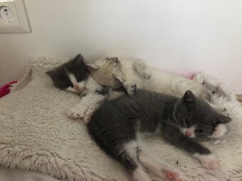 Britský dlouhosrstý kocourek+ výbava ( britská) - 5