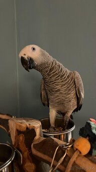 Papoušek Žako - 5