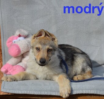 Československý vlčák - 5