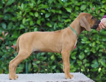 RHODESIAN RIDGEBACK šteniatka s PP ihneď k odberu - 5