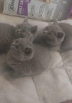 Prodám Britská modrá koťátka - 5