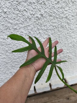 Pfilodendron elegans - 5