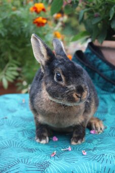 Zakrslý rex tříslový černý sameček s PP - 5