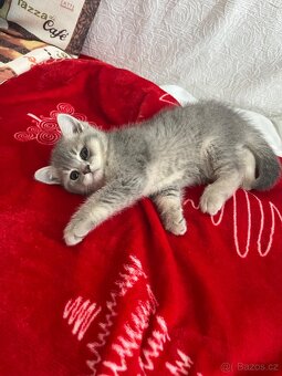 Prodám kočičku - 5