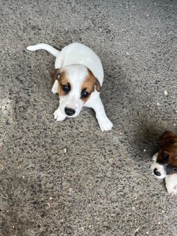 Jack russell teriér - 5