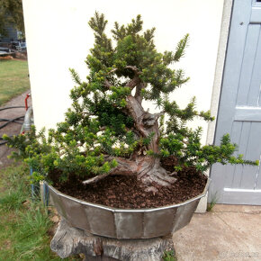 Bonsaj - Tis červený, Taxus baccata - 5