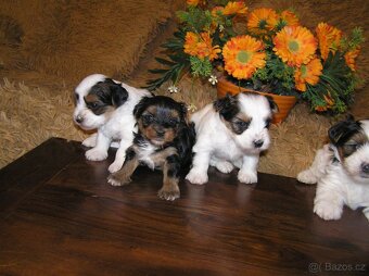 Biewer Yorkshire Terrier - barevný jorkšír - 5