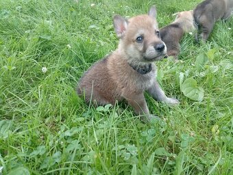 Československý vlčák – štěňata na prodej 🐺 - 5