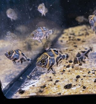 Vrubozubec paví - 5