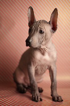 Peruánsky naháč s PP stredná/veľká - 5