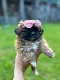 Trpaslíči Pekinézer - 5
