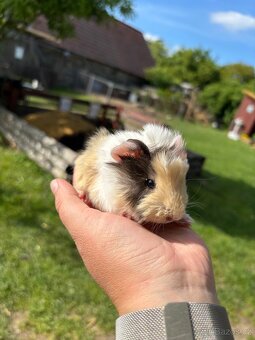 Morče rozeta - mláďata - 5