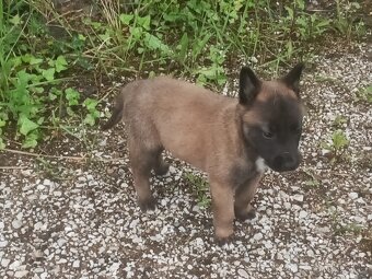 Belgický ovčák-malinois - 5