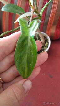 Philodendron Florida beauty - 5