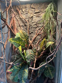 CHAMELEONI JEMENSKÝ HOLKA/KLUK + TERÁRIUM - 5