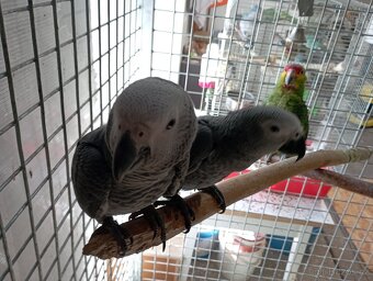 Žako Kongo ručně dokrmení již k odběru Brno - 5