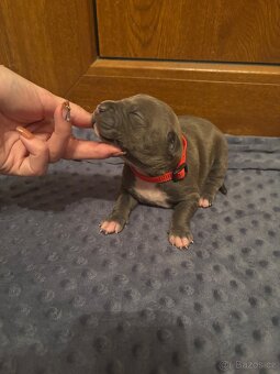 Americký stafordsirsky terier, Stafford, amstaf - 5