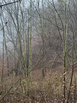 Prodáme lesní pozemek v k.ú. Dobětice - 5