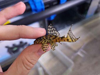 L 236 Super Yellow - odchov - 5