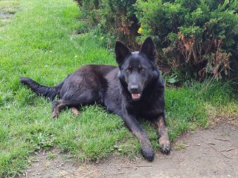 Německý ovčák štěňátka - 5