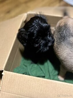 Štěňátka křížence - 5