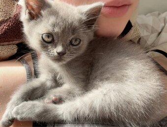 BRITSKÁ KOŤÁTKA - 5