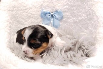 Yorkshire Terrier Biewer,Biro a Black and tan - 5
