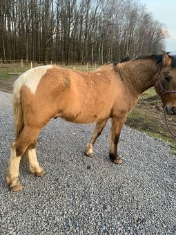 Valach, 20 let, teplokrevný typ - 5