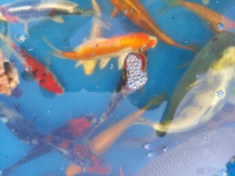 KOI KAPR. - 5
