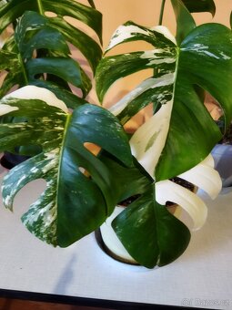 Monstera deliciosa variegata - 5