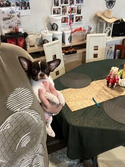 Čokoládovobílý pejsek čivava s PP FCI , ihned k odběru - 5