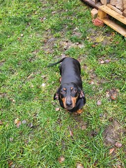 Jezevčík standard hladkosrstý fena - 5